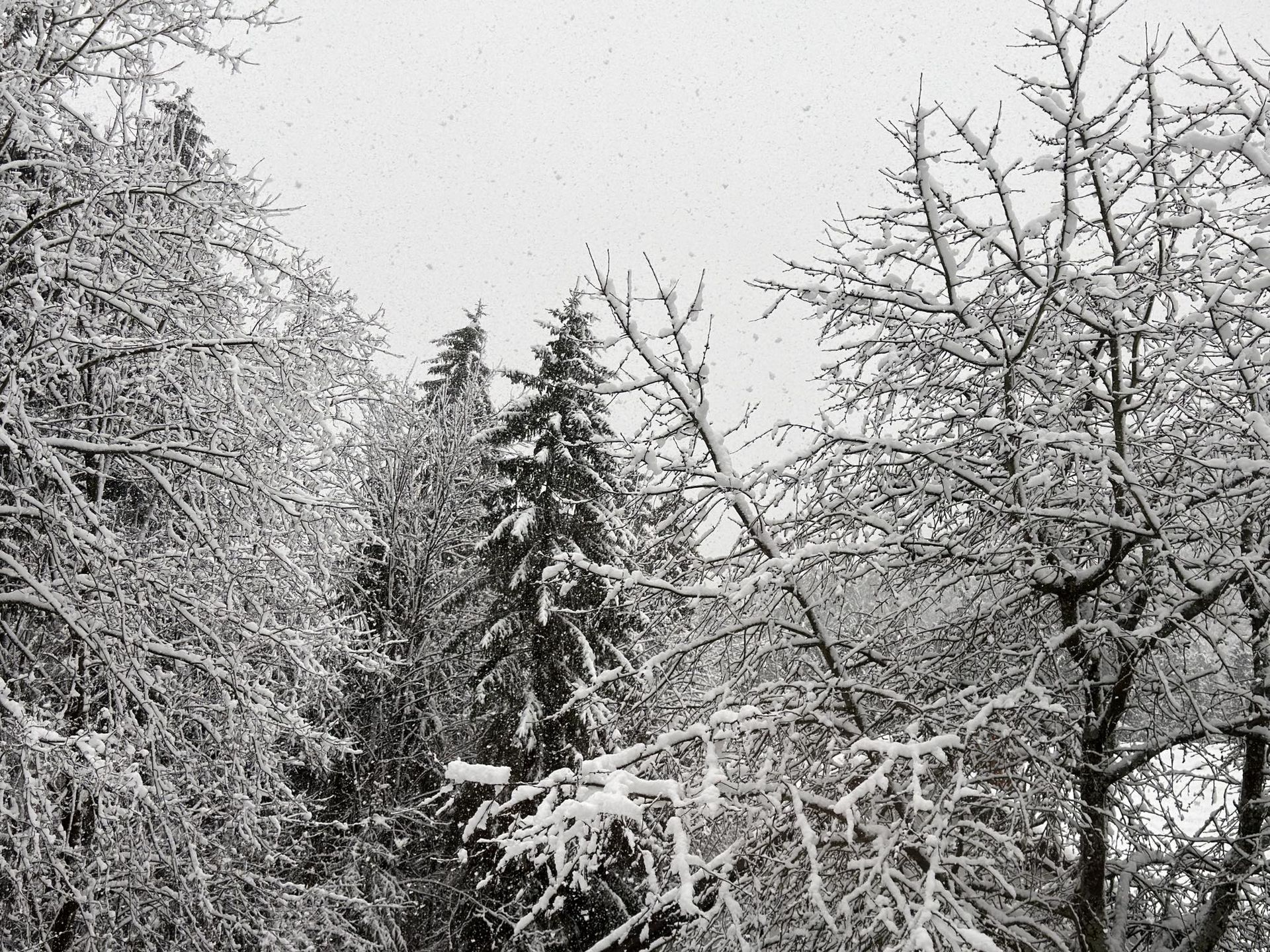 Gorska reševalna služba Koroške: Možnost za proženje plazov je velika