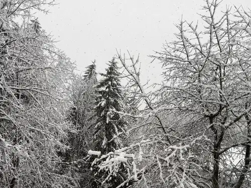 Gorska reševalna služba Koroške: Možnost za proženje plazov je velika