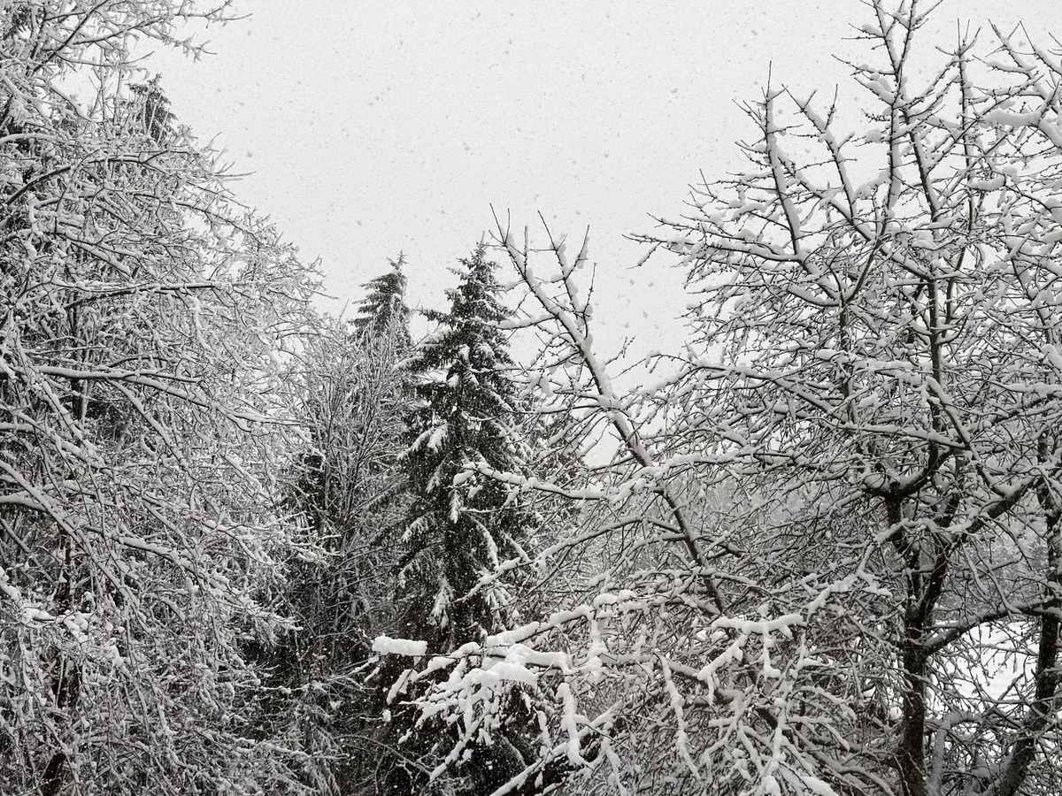 Gorska reševalna služba Koroške: Možnost za proženje plazov je velika
