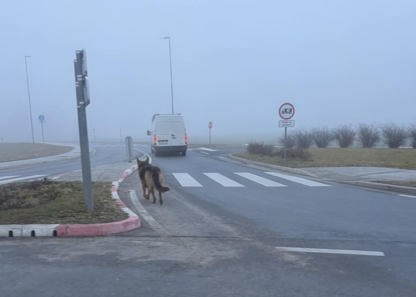 (VIDEO): Pasji 'sprehajalec' policistom popestril jutro 