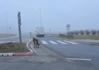 (VIDEO): Pasji 'sprehajalec' slovenjgraškim policistom popestril jutro 