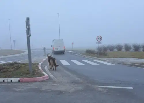 (VIDEO): Pasji 'sprehajalec' policistom popestril jutro 