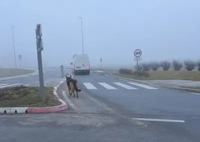 (VIDEO): Pasji 'sprehajalec' policistom popestril jutro 