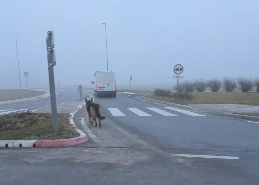 (VIDEO): Pasji 'sprehajalec' slovenjgraškim policistom popestril jutro 