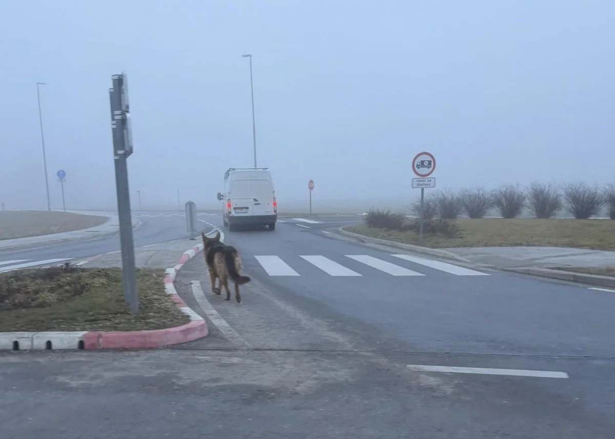 (VIDEO): Pasji 'sprehajalec' slovenjgraškim policistom popestril jutro 