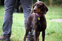 Potrjena bolezen Aujeszkega pri lisici: Resno tveganje za pse, zlasti lovske