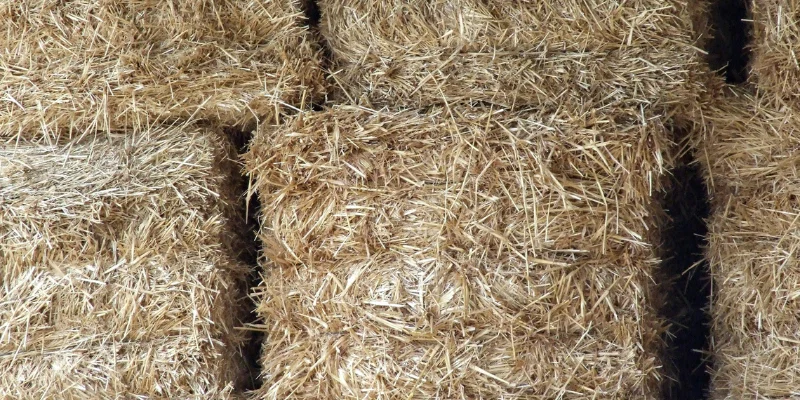 Slama: Uporaba, lastnosti in prednosti za vrt in hlev