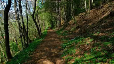 Ob dnevu Zemlje vabljeni na gozdno učno pot v Vuzenici