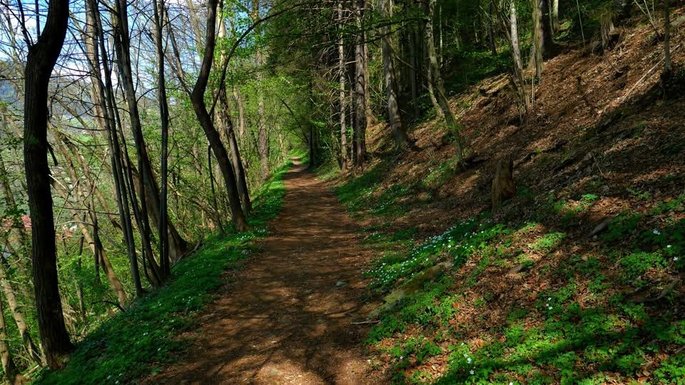 Ob dnevu Zemlje vabljeni na gozdno učno pot v Vuzenici