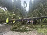 Neurje klestilo po Koroški: Drevo padlo na vozilo na Prevaljah