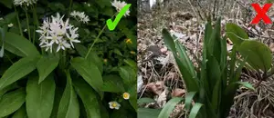 Tragičen začetek nabiralne sezone: Marca dve smrti zaradi jesenskega podleska