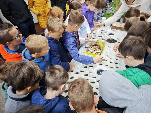 Ob Dnevu Zemlje ozelenela Partizanska ulica na Ravnah