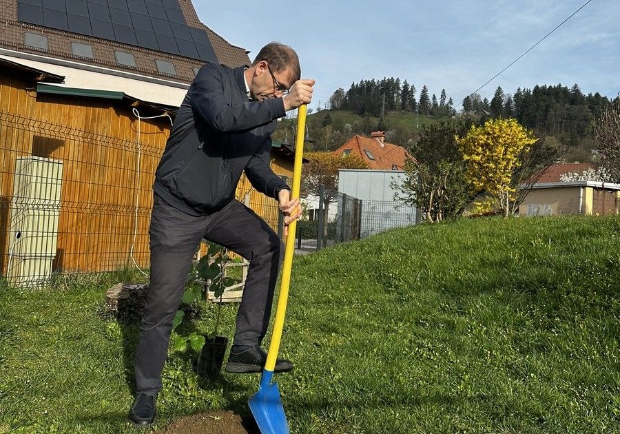  Župan Tomaž Rožen zasadil lipo ob Mestni tržnici 