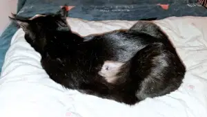 V Kotljah ustreljen maček utrpel hude poškodbe pljuč