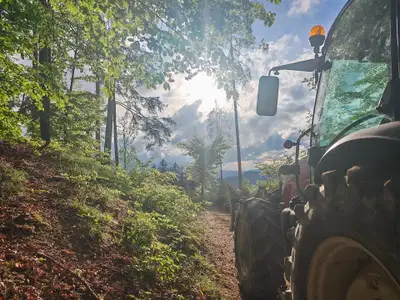 Zaradi sečnje omejen dostop do trim steze v Radljah