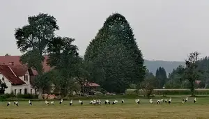 Koroške štorklje sestankovale v Šmartnem