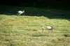 (VIDEO) Štorklje obiskale travnik v Mislinjski Dobravi, Slovenija pa beleži rekordno leto