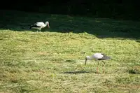 (VIDEO) Štorklje obiskale travnik v Mislinjski Dobravi, Slovenija pa beleži rekordno leto