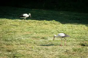 (VIDEO) Štorklje obiskale travnik v Mislinjski Dobravi, Slovenija pa beleži rekordno leto