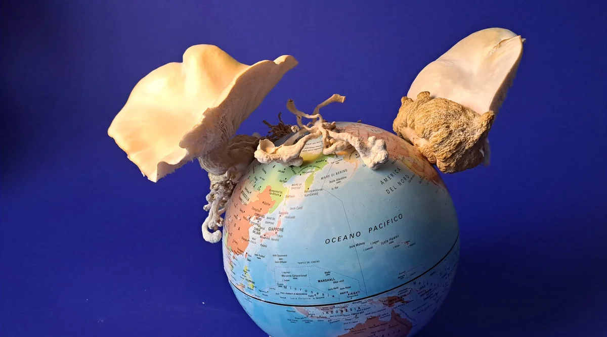 V Galerijo Ravne prihajajo gobe, ki preraščajo meje geografije