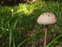 Gobarska sezona je tu: zakaj gobe nenadoma poženejo in katere so lahko smrtno nevarne?