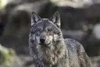 Volkovi se širijo proti severu Slovenije, nov trop potrjen tudi na Pohorju