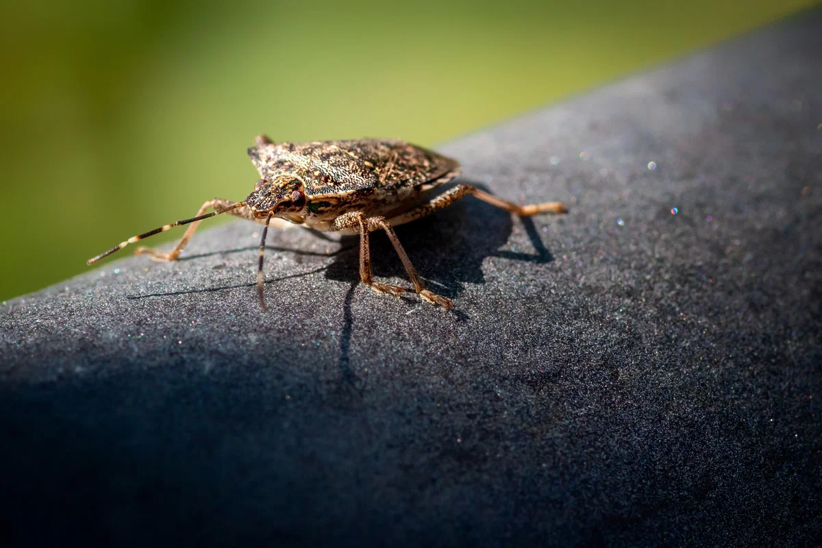 Marmorirana smrdljivka: pet kilometrov na dan in vonj, ki pokliče druge