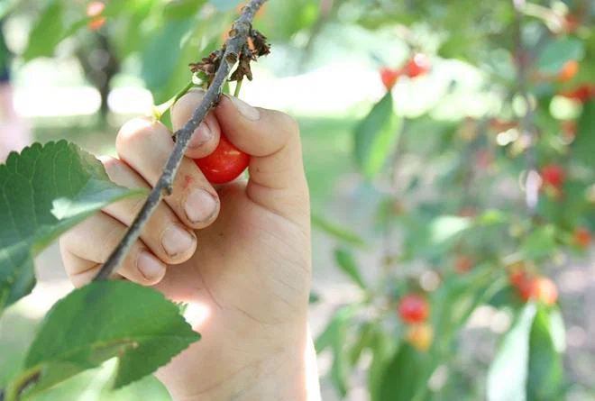 Umrla med obiranjem češenj