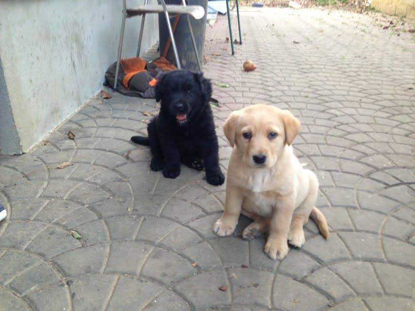 V veliki črni vreči našel dva pasja mladiča