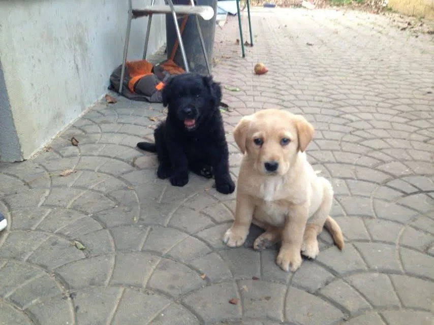 V veliki črni vreči našel dva pasja mladiča