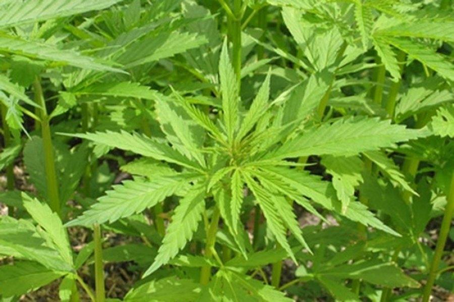 Radeljski policisti so zaradi preprodaje prepovedanih drog ovadili osem oseb