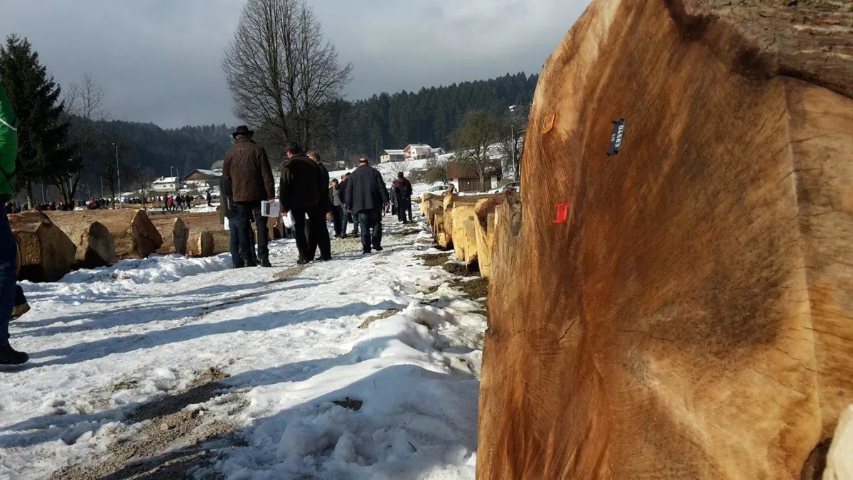 FOTO: Za 11.313 evrov prodan najdražji hlod