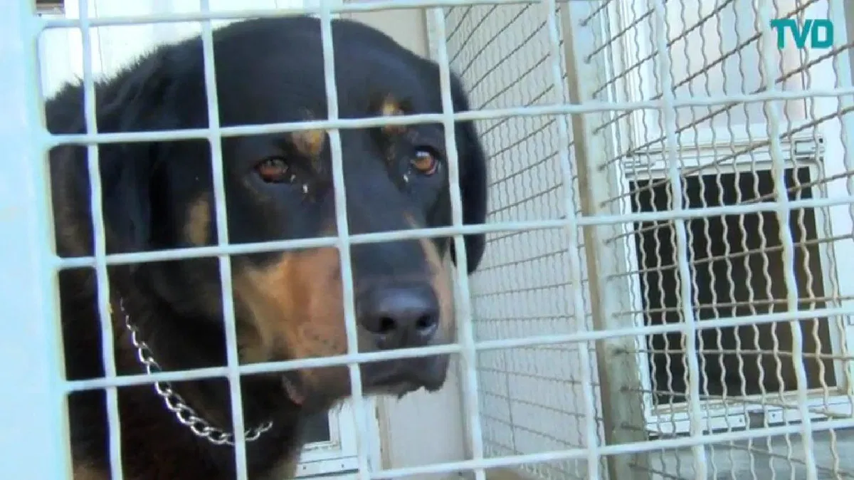 VIDEO: Pomagajmo živalim