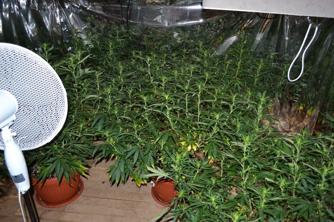 FOTO: Policisti zasegli konopljo v Črni, na Ravnah ter na Prevaljah