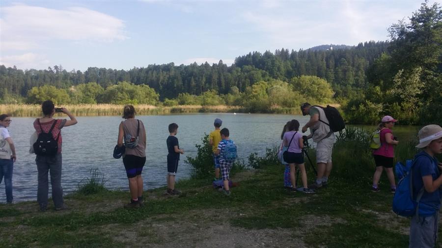 FOTO: Dravograjsko jezero skriva številne zaklade narave