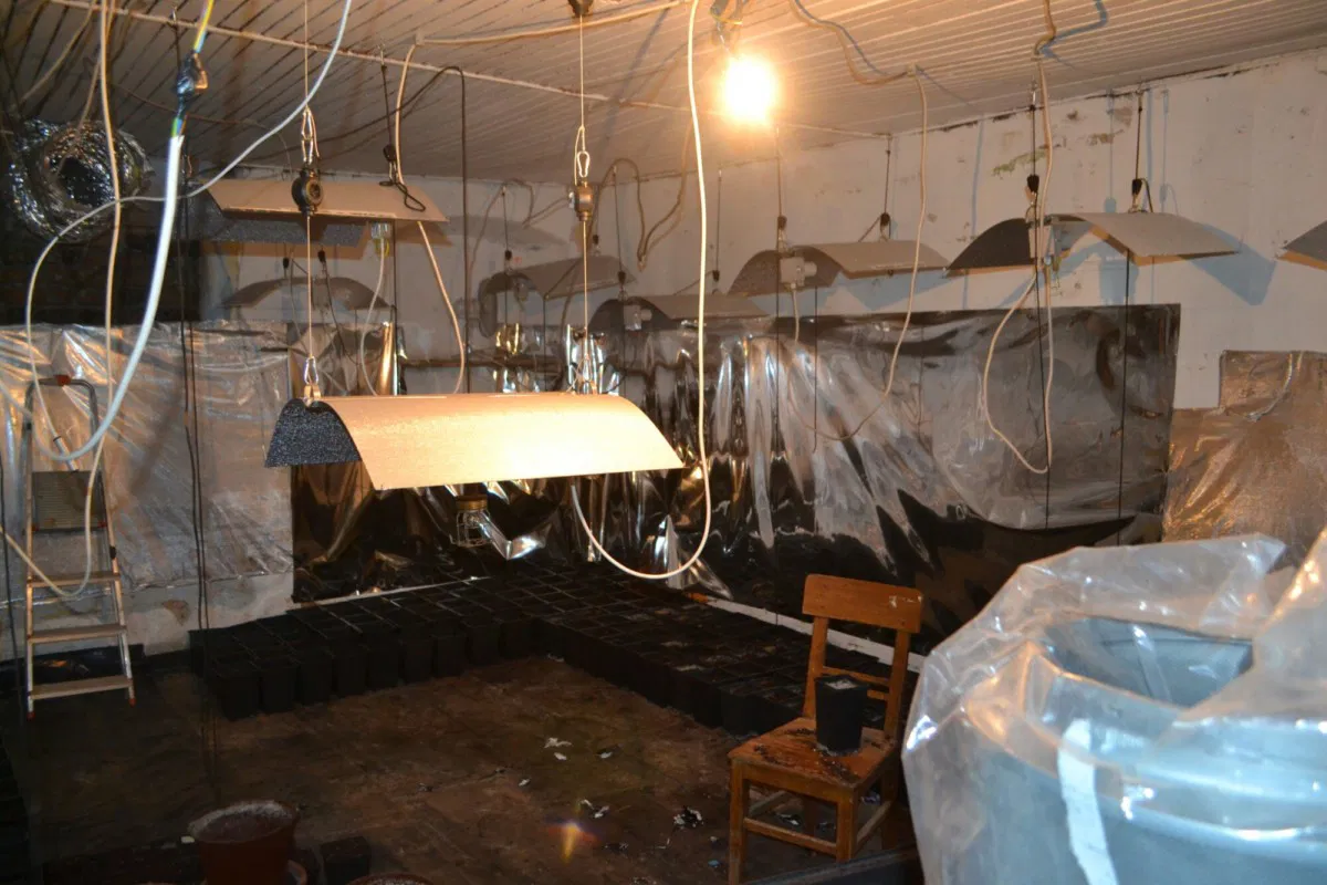 V Podvelki gojili konopljo