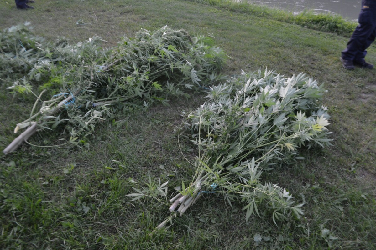 Radeljski policisti odkrili nasad konoplje