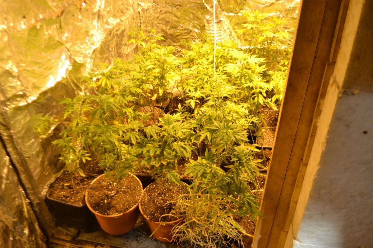 FOTO: 52-letnik iz Radelj gojil konopljo