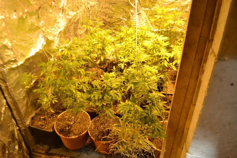 FOTO: 52-letnik iz Radelj gojil konopljo