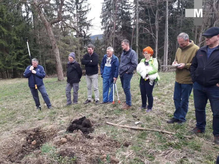 Ob Prežihovi bajti obrezali sadno drevje