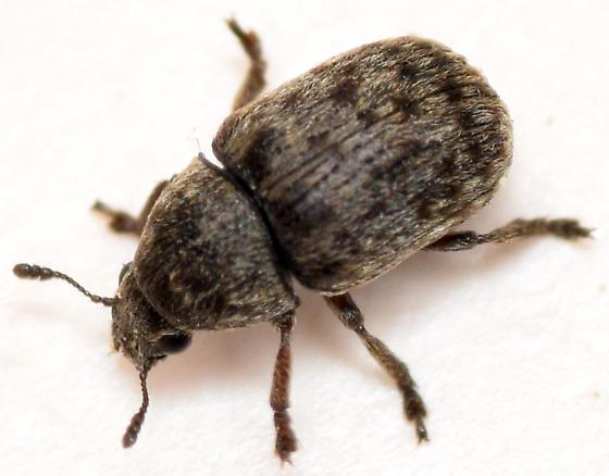 Hrošč glivni rilčkar oblega koroške domove