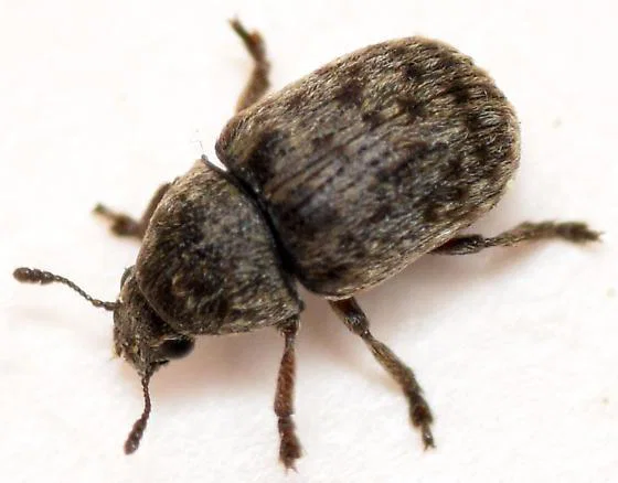 Hrošč glivni rilčkar oblega koroške domove