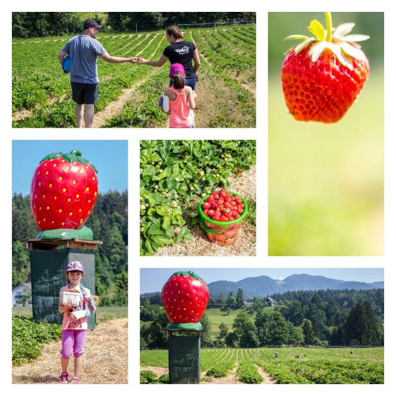 FOTO: Na Legnu in v Radljah samo v juniju sveže jagode naberete kar sami
