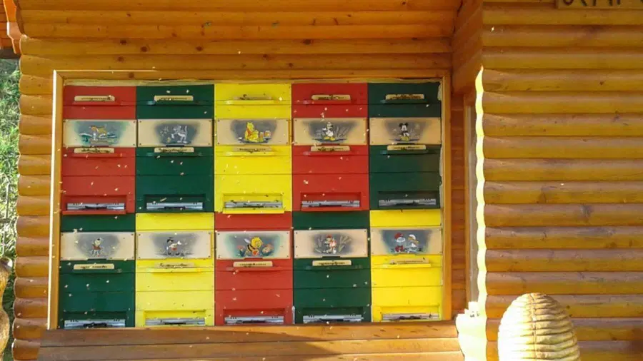 Izbruh hude gnilobe čebelje zalege na Koroškem