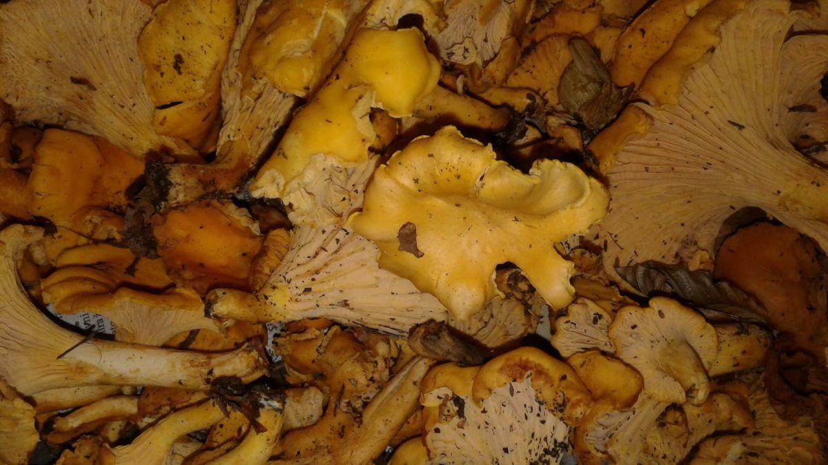 Kazen za (pre)polno košaro gob od 200 do 400 evrov