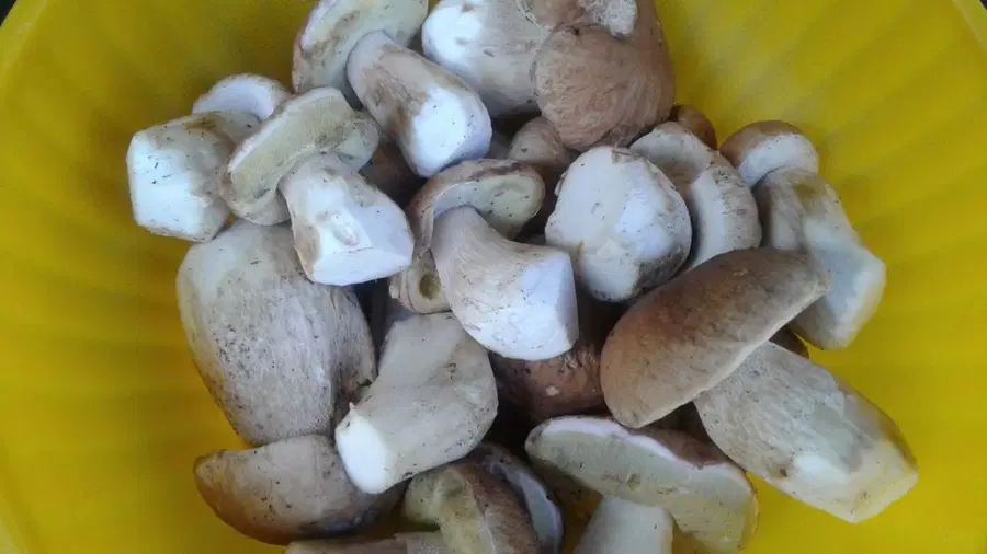 Septembra in oktobra 105 zastrupitev z gobami, strokovnjaki svetujejo previdnost