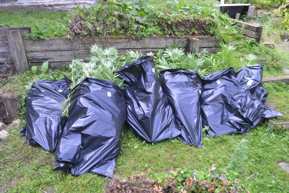 FOTO: 37 letnik iz Radelj ob Dravi doma gojil konopljo