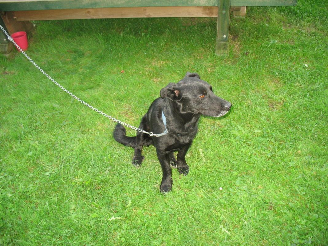 Pes na Gortini ugriznil 5-letnega otroka. Pozna kdo lastnika psa?