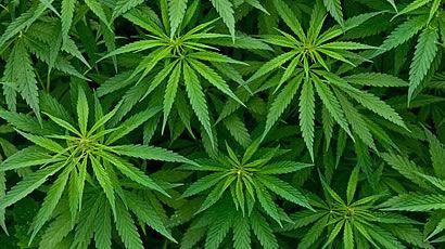 NIJZ za umik predloga zakona o konoplji za omejeno osebno uporabo
