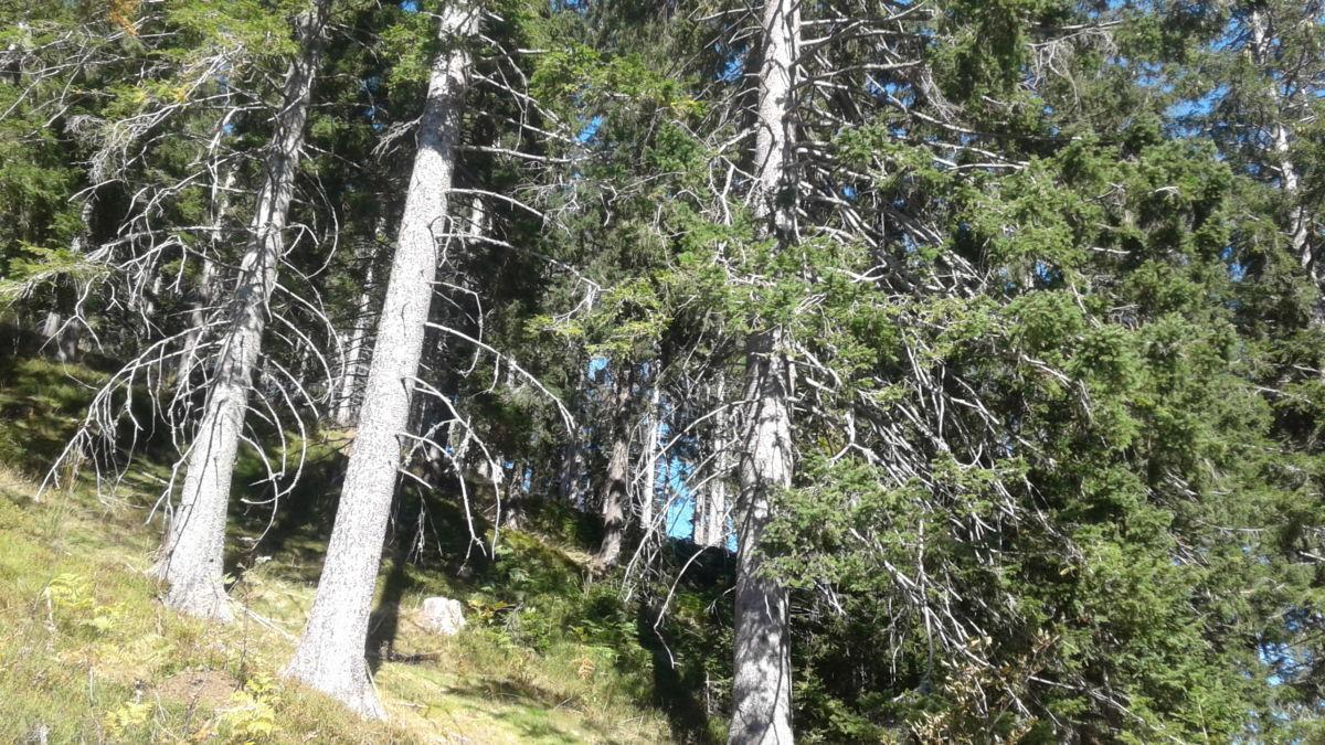 V Črni ponovno težave z vetrom, na Prevaljah brez elektrike